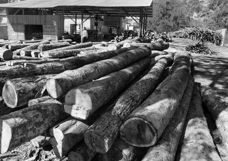 Stocks of timber at a saw mill in Dimapur, Nagaland.Timber is procured by cutting down forests for facilitating railroads, shipyards, industries, urban markets and other uses